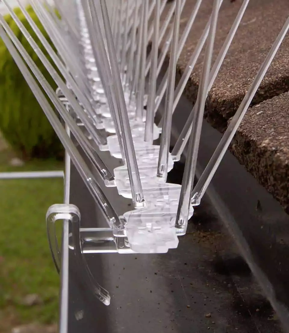 Bird Spikes