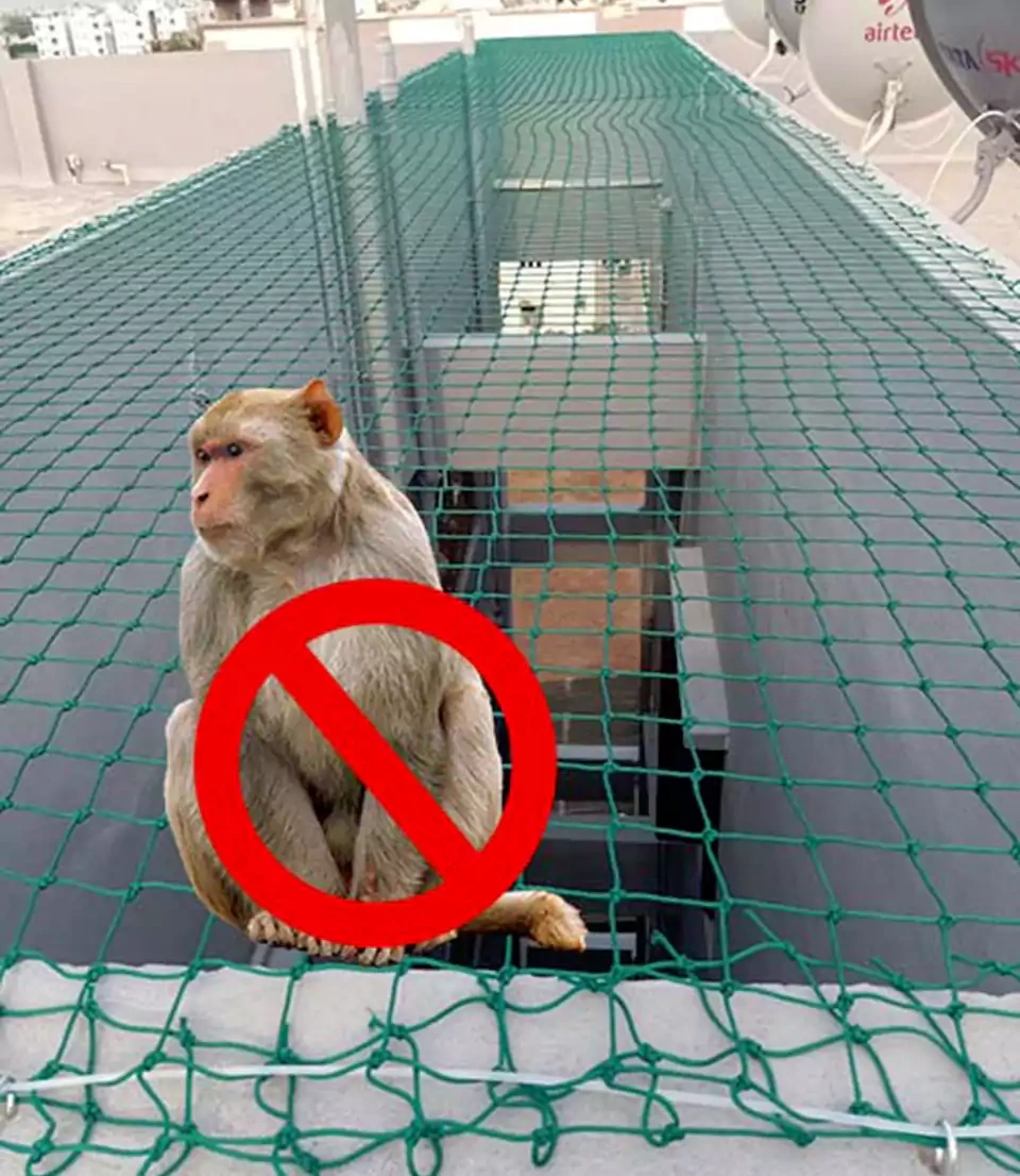 Monkey Safety Nets
